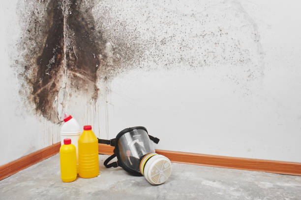 Best Attic Mold Removal  in Fest Grove, OR