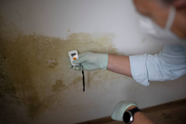 Best Mold Removal and Inspection  in Fest Grove, OR