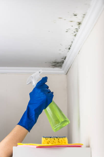 Best Toxic Mold Removal  in Fest Grove, OR
