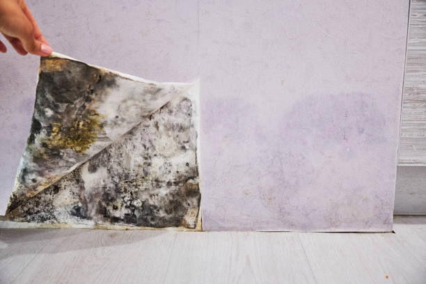 Best Commercial Mold Removal  in Fest Grove, OR
